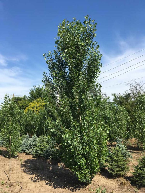 Populus Nigra `italica` Periland